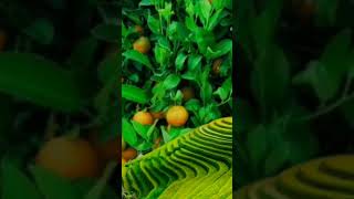 Arti mimpi memetik buah matang menurut Primbon Jawa