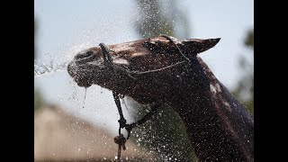 Признаки теплового удара лошади и как его предотвратить 🩺🐎