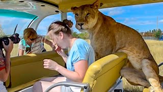 TOURISTS ARE SHOCKED BY OUR LIONS!