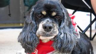 Cocker Spaniel Rescue Austin San Antonio   Lola