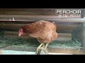 Episode 18 les bases de la poule pondeuse