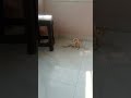 #yutubeshorts #cat #lover