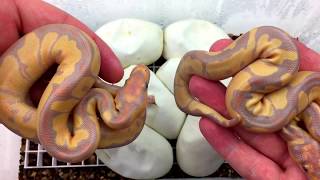 Pastel Clown x Banana het Clown cutting vid