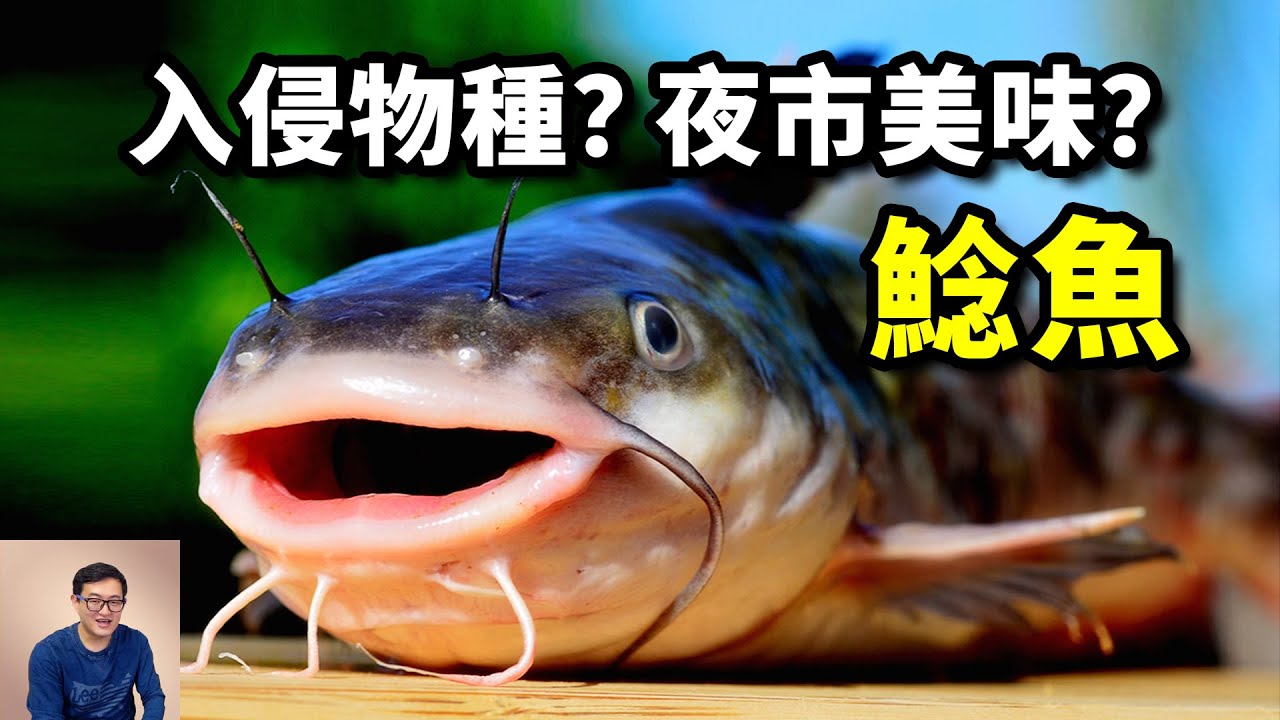 世界百大入侵物種，卻變成夜市美食「藥燉土虱」？行為極其迷惑，號稱「淡水虎鯨」的鯰魚【老肉雜談】