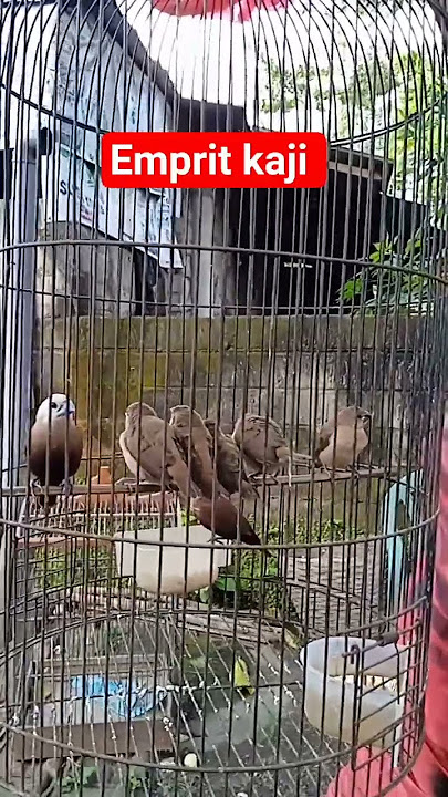 birds empritkaji tujuhlangkah #cat