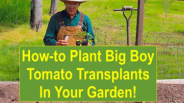 How tall does a Big Boy tomato plant get?