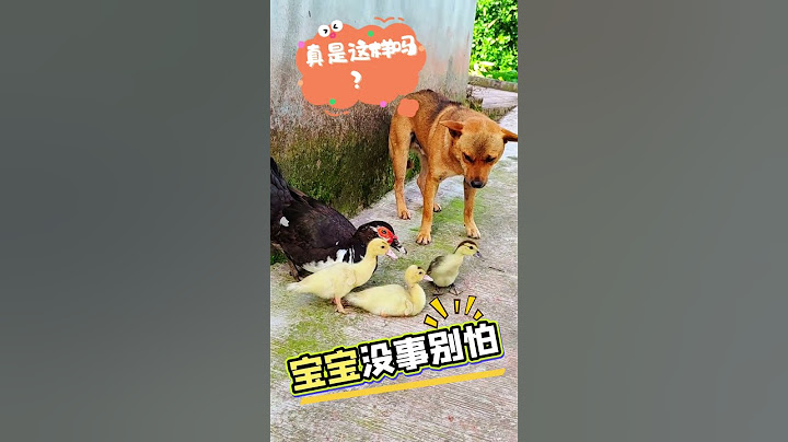 鸭子把狗狗惹生气了！鸭妈妈:那么凶干嘛？吓着我孩子了！狗狗最后应该是原谅鸭妈妈了！ #鸭子 #duck #funny
