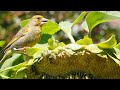 European greenfinch picking sunflower seeds on a windy afternoon