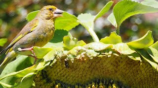 European greenfinch picking sunflower seeds on a windy afternoon