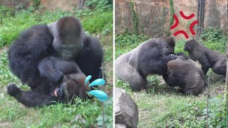 Gorilla Fight | Silverback Haoko attacks female Momoko 🦍💢 Angry son Riki saved mama