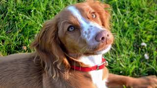 Cocker Spaniel VS Springer Spaniel!