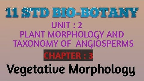 11 STD BIO-BOTANY UNIT : 2 CHAPTER: 3 Vegetative Morphology