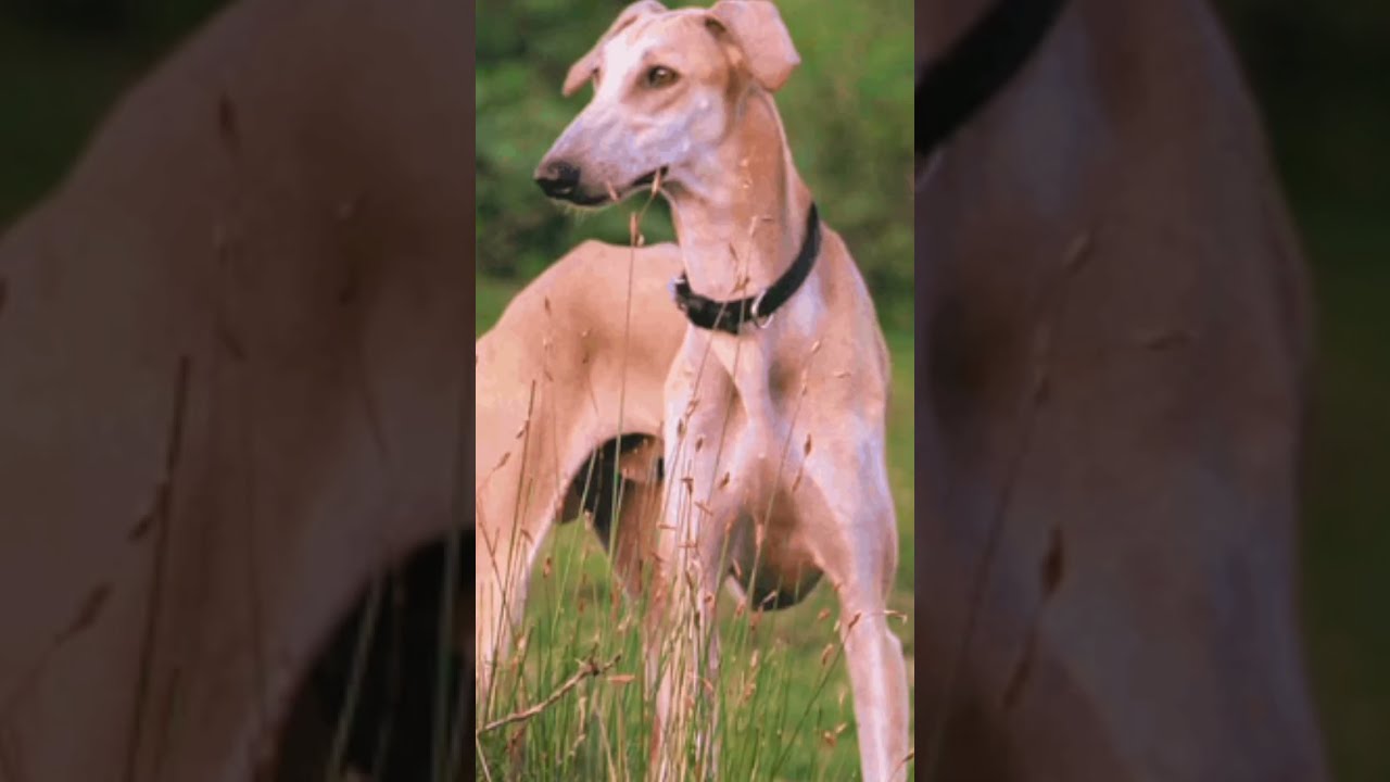 Mudhol Hound Dog In Indian Army Popular Dangerous Pure Indian Breed mudhol-hound-dog-in-indian-army-popular-dangerous-pure-indian-breed