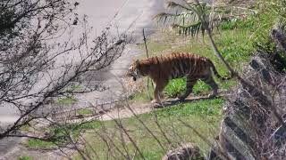 #1-7 March 2024 Amur tiger at Adventure world, Japan