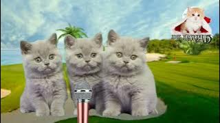 Download lagu KUCING ZIKIR LAILAHAILLOLLOH AL KODMAH SANGAT MERDUH | kucing solawat