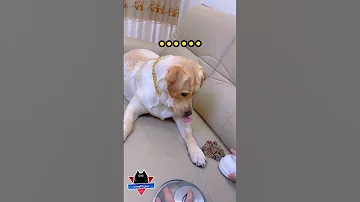 الكلب الغشاش واللحمه مضحك كلاب مضحكة فيديوهات مضحكة مواقف مضحكة مقاطع مضحكة دموع الكوميديا 