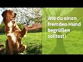 Mensch und Hund ➡️ Wie du einen fremden Hund begrüßen solltest! ✔️