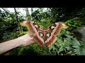 Museu italiano recria floresta de borboletas da Tanzânia
