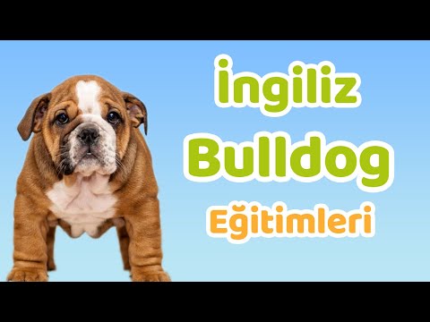Video: İngiliz Bulldog Nasıl Eğitilir