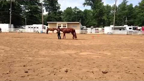 Amateur Showmanship WPQHA