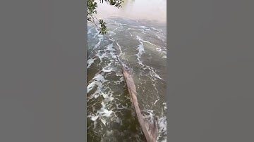 Xả nước vuông tôm ở cà mau sẽ có những gì ? #shorts