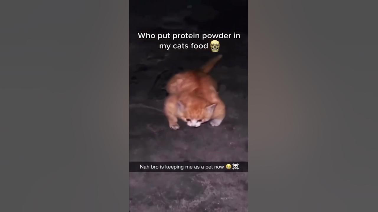 who-put-protein-powder-in-my-cats-food-youtube