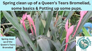 Queen's Tears Bromeliad division and cleanup, some basics and potting tips.