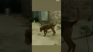 Abpt Breed Is Here Trending Abpt Pittbull Dog