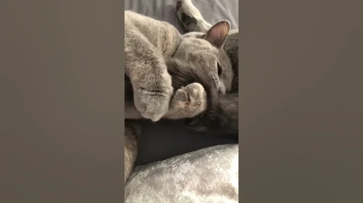 Video 8951401: british shorthair mix, british shorthair playing