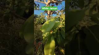 #white #Jamun #Lalitpur #Bundelkhand #Uttar Pradesh