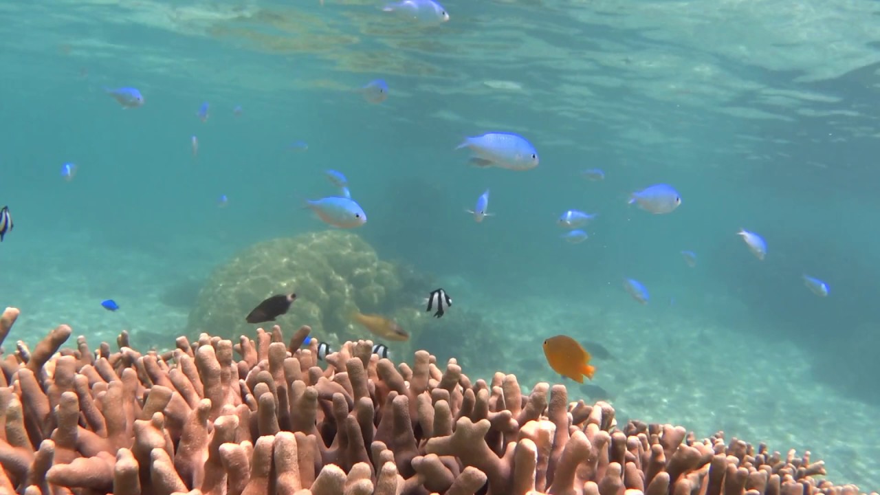 石垣島の川平タバガーでシュノーケル 車で駐車場までの行き方も紹介 石垣島pr情報局