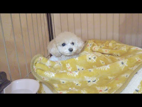 素直に寝る兄犬と満足するまで撫でられないと寝ない妹犬が可愛い♪【トイプードル】