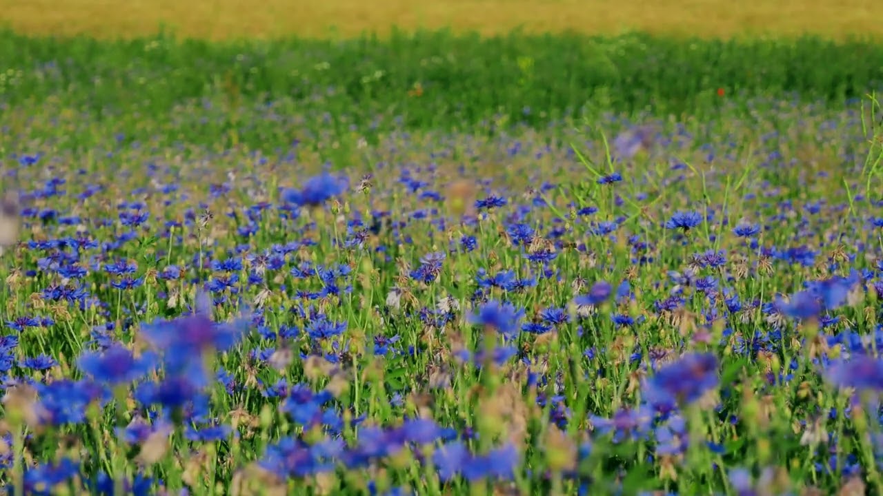Field of Flowers, Blue Flowers, Cornflowers, Flowers, Nature
