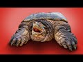 Giant, Obese Snapping Turtles Return to the Veterinarian!