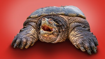 Giant, Obese Snapping Turtles Return to the Veterinarian!