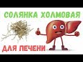 Солянка холмовая - трава для печени: Применение и приготовление