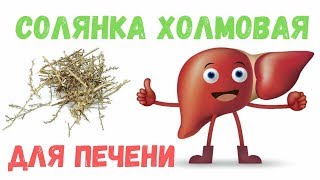 Солянка холмовая - трава для печени: Применение и приготовление