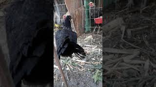 colipava shamo x gallino grey/sid taylor