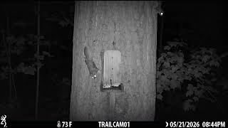 Feeding a Flying Squirrel a Peanut at the Squirrel Feeder in the Woods