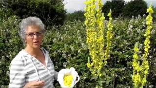 How to Make Mullein Cough Syrup