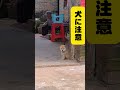 1年後、本当に「犬に注意」になりました