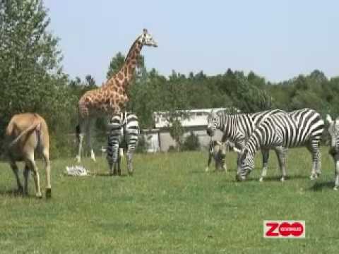 Video: Er zebraer sorte med hvide striber?