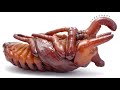レックスゾウカブトのサナギ堀出しと産卵セット【クワガタ飼育】