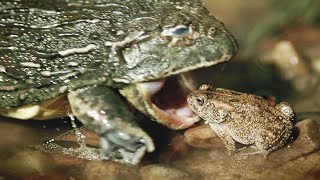 Роющая лягушка – огромный и агрессивный болотный МОНСТР! Ест мышей, птиц и змей!