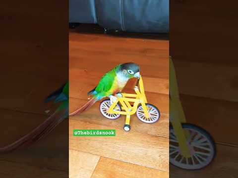Smart Bird! Yellow siding Conure || @thebirdsnook #conure #shortsfeed #smart