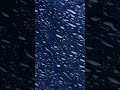 Rain Sounds with Thunder for Sleeping | Rainstorm White Noise | 10-Hour Version on Our Channel!