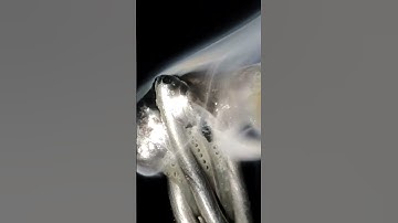 Soldering wire melting close-Up #shorts #short #satisfying #asmr