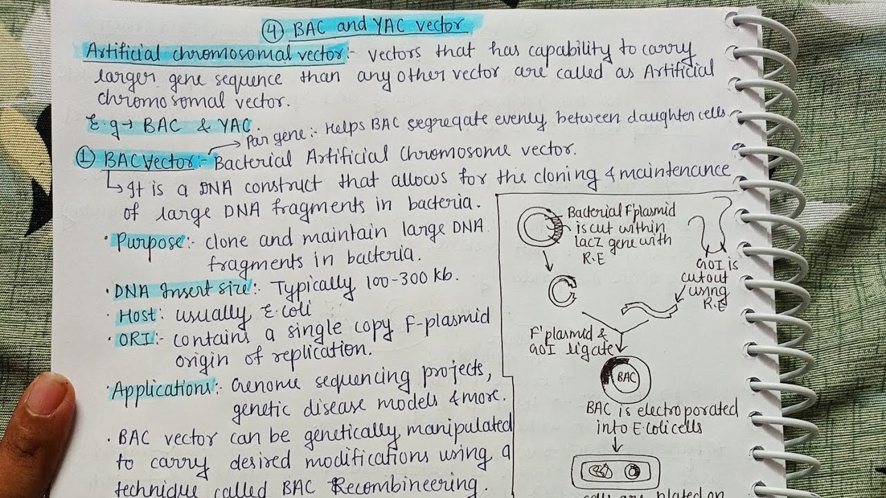 BAC and YAC Vector|Part-02|Detailed Explanation|Aktu|AITM|Notes ...