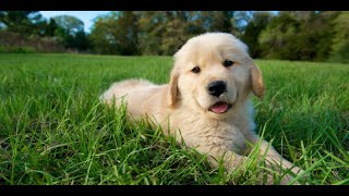 Golden Retriever puppy barking!!!