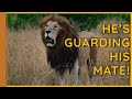 A Lion takes his mate and keeps her from escaping || Masai Mara || Wild Extracts